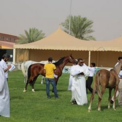 هيئة المساحة الجيولوجية تعلن اكتشافاً كبيراً لمعدن النحاس (البورفيري) في محافظة الدوادمي