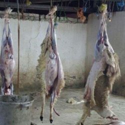 ضبط ثلاثة وافدين اعتدوا على آسيوي وسلبوا ماله بجدة