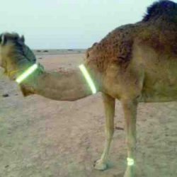 السدحان والقصبي مهددان بالمنع من السفر في حال لم يلتزما بدفع 1.3 مليون ريال