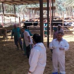 إخراج ثلاثة أشخاص احتجزوا في عقبة الأبناء ببلجرشي