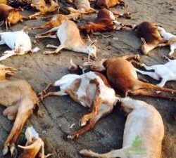 ضبط “شنط مدرسية” تحمل صور “صليب” بأحد متاجر المدينة
