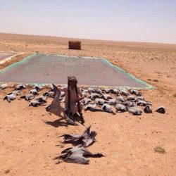 “الشورى” يرفض مقترحاً حول إجراء فحص المخدرات للموظفين والطلاب
