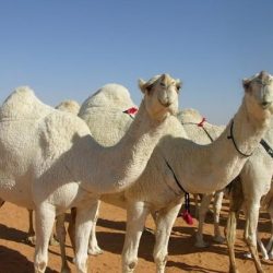 شرطة الرياض توضح حقيقة مقطع “إطلاق نار على مركز شرطة شرق العاصمة” (فيديو)