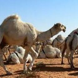 الشريم والكلباني عن “ضحايا الحرم”: نحسبهم شهداء.. ويستدلان بحديث “صاحب الهدم”