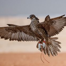سحب رعدية ورياح على 4 مناطق.. “الأرصاد” تكشف عن حالة الطقس اليوم