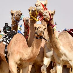 أمير تبوك يطلع على تقرير عن حملة شواطئنا نحميها