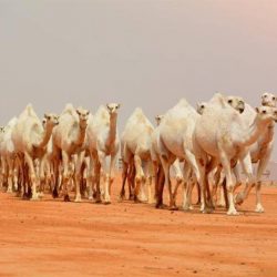 حالة الطقس المتوقعة اليوم الاثنين