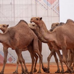 المركز الوطني للوثائق والمحفوظات يطلق مجلته العلمية