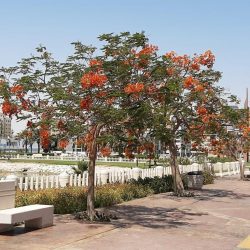 الحقيل يكرم بلدي الأحساء بفوزه بجائزة مجلس التعاون الخليجي للعمل البلدي