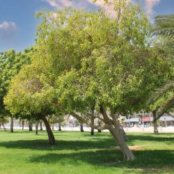 وفد من المؤسسة العامة للري يزور الهيئة الملكية بالجبيل