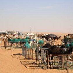 مهرجان الإبل.. أركان تفاعلية تعكس واقع البيئة الصحراوية