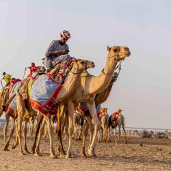 فتيات النور يحلقن بكأس التايكوندو والرياض وصيفاً والأغر يصنع المفاجأة