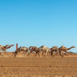 الثبيتي : استثمار التقنية الحديثة المتطورة لتوعية ضيوف الرحمن