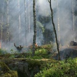 أمير القصيم يؤكد بأن التمور تشكل عنصراً أساسياً في تحقيق الأمن الغذائي في المملكة