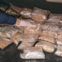 تايكوندو الشباب يعانق القمة الدولية
