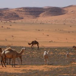 الرياض تحتضن الحدث الأول على مستوى الشرق الاوسط لبطولة العالم لجمال خيل الجزيرة
