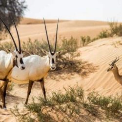 دعوات أممية لوقف عمليات قوات الاحتلال الإسرائيلية وحماية المنشآت الصحية في قطاع غزة