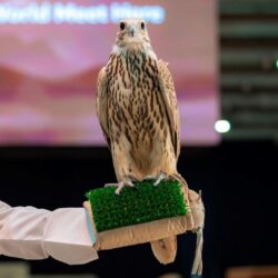 اتحاد البلياردو والسنوكر يدشّن شعاره الرسمي الجديد استعدادًا لانطلاق بطولة الماسترز العالمية