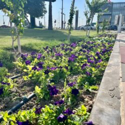 مؤشرات أداء متقدمة ترسّخ مكانة مدينة الملك سعود الطبية كمركز مرجعي للقلب في 2025