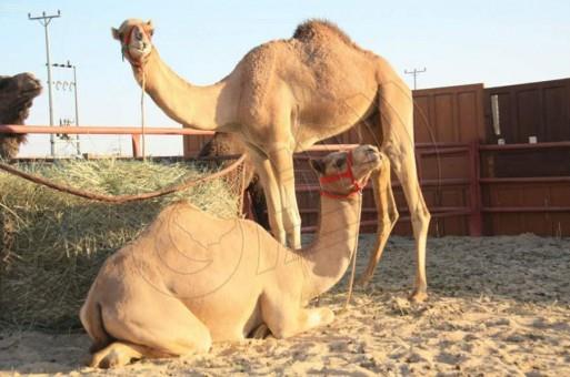 أحمد عيد : أقسم بالله لا أعرف رقم عطيف