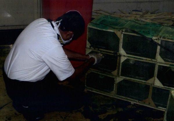 القبض على عصابة سرقة العمالة بجدة