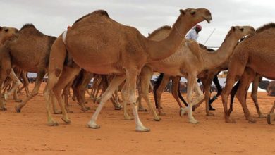 اليوم.. انطلاق مباريات دور الـ32 لكأس خادم الحرمين الشريفين