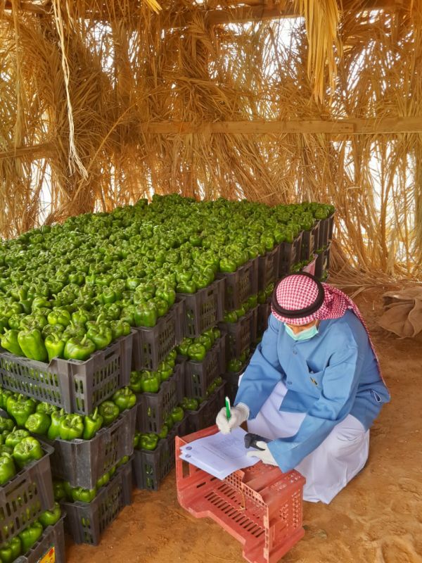 حالة الطقس المتوقعة اليوم الأثنين