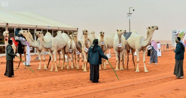 ولي العهد يرعى حفل سباق الخيل السنوي على كأسي سموه لجياد الإنتاج والمستورد
