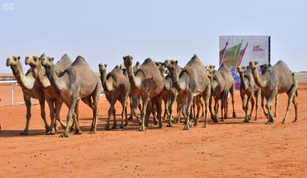 مركز الملك سلمان لرعاية الأطفال المعوقين بمنطقة حائل يكرّم الطالبة سديم الشمري