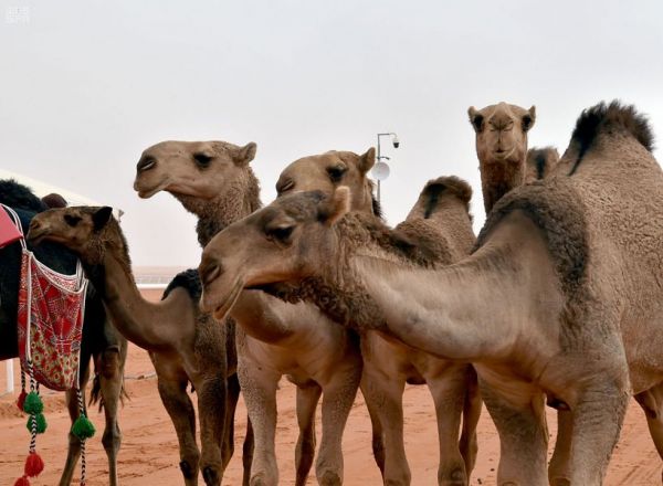 توافد الزوار على القرية السعودية للإبل