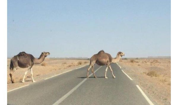 ميليشيا الحوثي تواصل انتهاكاتها وتقصف مستشفى ومنشات مدنية بالحديدة