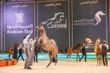 اختتام بطولة المملكة لجمال الخيل العربية الأصيلة (كحيلة)