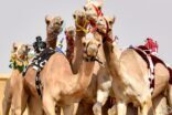 رماح  تحتضن ثالث سباقات الهجن بدعم وتوجيه سمو ولي العهد