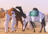 مبادرة ( أدم نعمتك ) توفر 30 سيارة لنقل فائض الأكل من مهرجان الملك عبد العزيز لمزاين للإبل