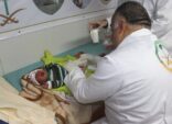 العيادات السعودية تعاين (2294) حالة مرضية للاجئين السوريين في مخيم الزعتري