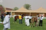 اختتام الدورة المتقدمة لتحكيم جمال الخيل العربية بمركز الملك عبدالعزيز للخيل