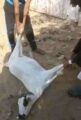 بالفيديو.. مراهقان يقومان بتعذيب “عنزة” ويثيران السخط على مواقع التواصل