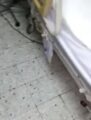 مدير مستشفى جدة المقال: “الصراصير” موجودة منذ 15 عاماً.. وأنا كبش فداء