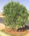 “أمانة الجوف” توضح حقيقة فيديو طلاء الأشجار اليابسة باللون الأخضر (فيديو)