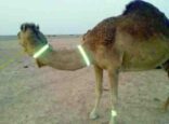مختص يطالب بالتطبيق الإلزامي لوضع أحزمة فسفورية على أجسام الإبل لتنبيه السائقين