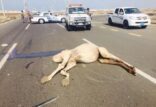 وفاة أربعة وإصابة ثلاثة من عائلة واحدة في حادث اصطدام بناقة سائبة