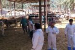 الأحساء: إعدام 35.6 رأس أبقار مصابة بالتهاب الجلد العقدي