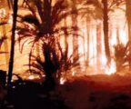 دومة الجندل.. حريق الفجر يلتهم 300 نخلة