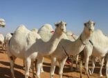 وزارة الزراعة: لاعلاقة لأي حيوان بـ”كورونا” غير الإبل