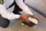 جمرك الحديثة يُحبط أربع محاولات لتهريب أكثر من 32 ألف حبة كبتاجون (صور)