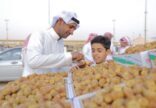 مهرجان تمور بريدة يستقطب 8 ملايين نخلة