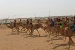 تواصل سباقات الهجن للمصيف في أسبوعها الثالث