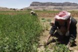 البنك الدولي يعتمد مشروعًا بقيمة 36 مليون دولار لدعم الإنتاج الزراعي في 7 محافظات يمنيةً