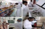جولة تفتيشية لبلدية ضباء على سوق السمك والمسلخ ومحطات طريق تبوك
