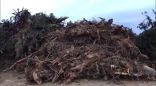 ٥٠ ألف ريال وزراعة ٦٠ شجرة عقوبة لمقاول قطع أشجاراً بالسودة بعسير